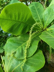 Terminalia catappa is a large tropical tree in the leadwood tree family, Combretaceae, native to...