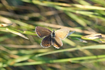 A beautiful butterfly in nature. Colors of summer. Fabulous background.