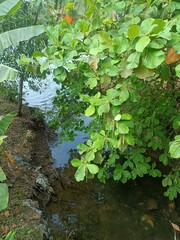 Terminalia catappa is a large tropical tree in the leadwood tree family, Combretaceae, native to Asia, Australia, the Pacific, Madagascar and Seychelles.
