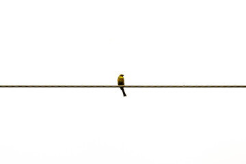 Lonely bird on the rope. White background.