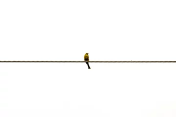 Foto op Plexiglas Lonely bird on the rope. White background. © SafronovIV