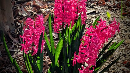 A  Hyacinth plant in full bloom with magenta flowers and green leaves.