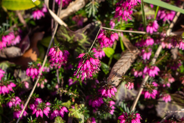 Erica carnea - winter heath, winter flowering heather, spring heath, alpine heath. Close-up of...
