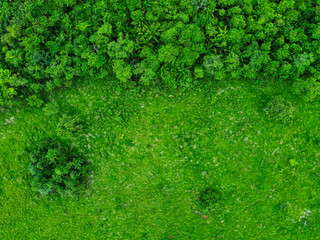 Aerial top down of tropical trees during summer in city of Tangara da Serra in Mato Grosso - obrazy, fototapety, plakaty