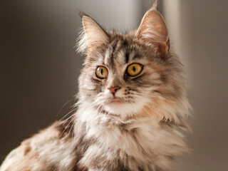 Close-up Portrait of a Fluffy Maine Coon Cat