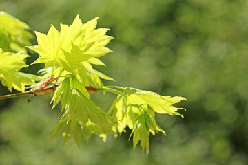 Green leaves in the Spring	