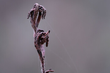 frost on a branch