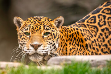 A Leopard at the zoo