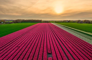 Gordijnen Field of pink tulips in Holland at sunset. © Alex de Haas