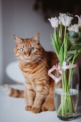 A red cat sits near a vase of pink tulips.