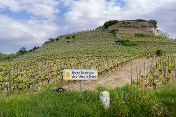 Typical vineyard with Wine road (Route Touristique des Cotes du Rhone) near Tain l'Hermitage, Cotes du Rhone, France - obrazy, fototapety, plakaty