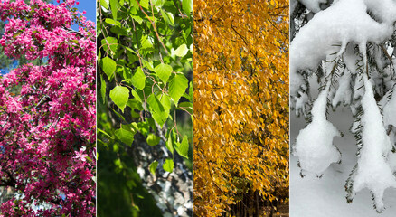 Collage of four seasons nature. Close-up. Nature background.