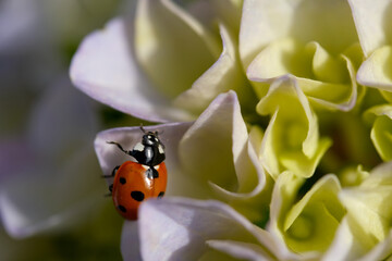 Ladybird on a Hydrangea flower