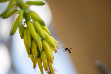 Avispa negra en la flor de del áloe vera o sábila