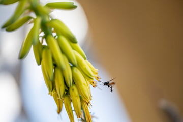 Avispa negra en la flor de del áloe vera o sábila