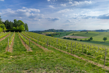 Fototapeta na wymiar Typical vineyard near Castello di Razzano and Alfiano Natta, Barolo wine region, province of Cuneo, region of Piedmont, Italy
