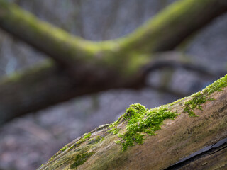 Moss on a tree trunk in a forest