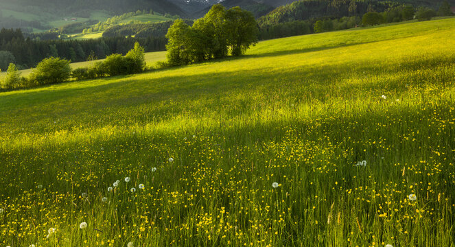 Sommerwiese nahe Seckau, Seckauer Alpen, Steiermark, Österreich