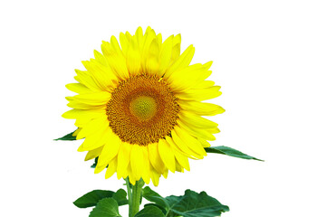 beautiful summer blooming yellow sunflower isolated in cutout transparent background,png format     
