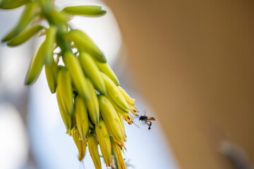 Avispa negra en la flor de del áloe vera o sábila