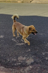 cachorro 