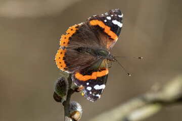 Vulcain, Vanessa atalanta © JAG IMAGES