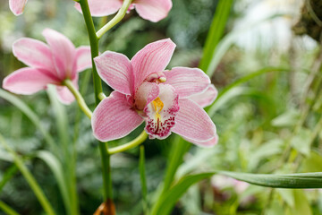 Beautiful blooming orchids of different colors