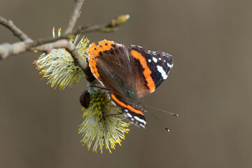 Vulcain, Vanessa atalanta