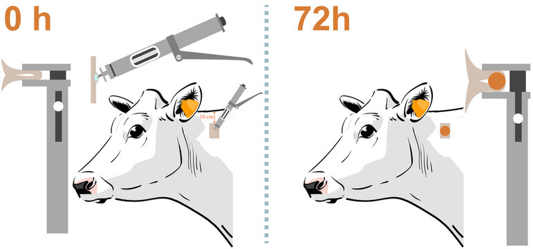 Intradermal tuberculin test in cattle applied on the neck boards with tuberculin gun and tuberculin skin test caliper