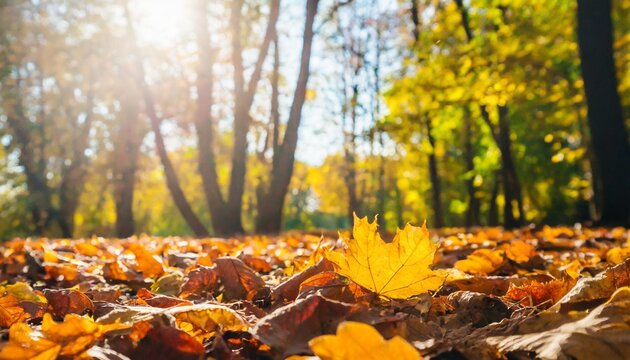 autumn simple background with a fallen colorful leaves