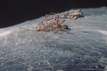 Thousands of spiders of the Common Stretch spider Tetragnatha sp crowd an area near Sassari (Sardinia). Due to overcrowding, fights between spiders are very frequent. 