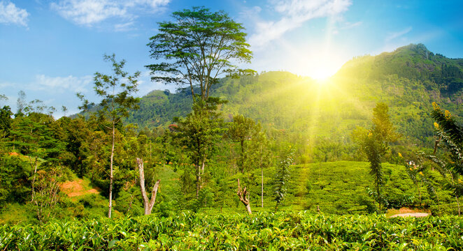 Tea plantation on the slopes of the mountains and sunrise. Wide photo. Sri Lanka