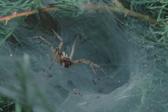 labyrinth spider agelena labyrinthica. Sardinia, Italy