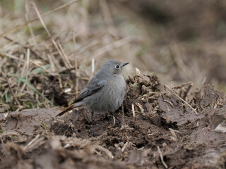 Hausrotschwanz  (Phoenicurus ochruros)