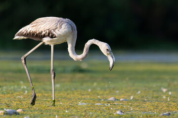 Young flamingo (Phoenicopterus roseus) with white plumage, resting along a river during migration. © vinx83