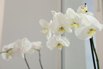 Branches with beautiful orchid flowers near window, closeup