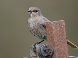 Hausrotschwanz  (Phoenicurus ochruros)