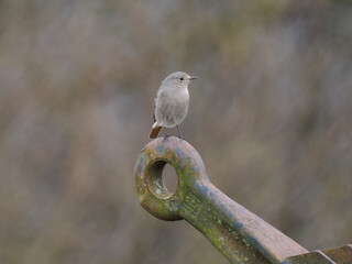 Hausrotschwanz  (Phoenicurus ochruros)