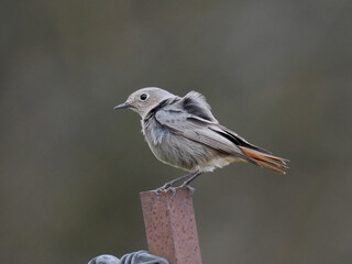 Hausrotschwanz  (Phoenicurus ochruros)