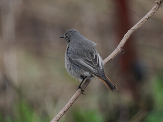 Hausrotschwanz  (Phoenicurus ochruros)