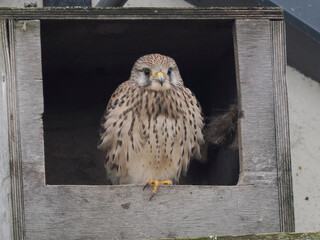 Turmfalke (Falco tinnunculus)