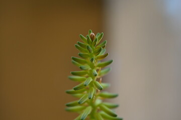 Flor de sábila, aloe vera