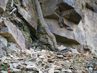 Uhu (Bubu bubo) brütet
