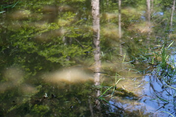 FU 2022-07-23 WanderAuge 74 Im Wald ist ein Tümpel mit Wasser