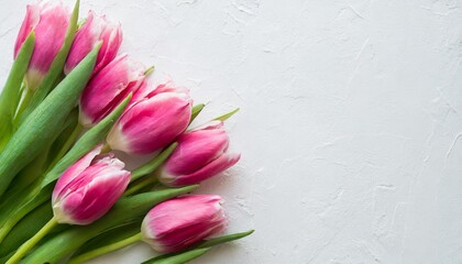 pink tulips on white background with copy space top view