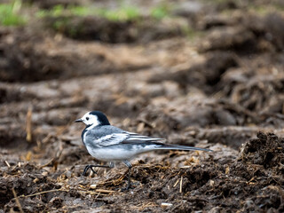 Bachstelze (Motacilla alba)   
