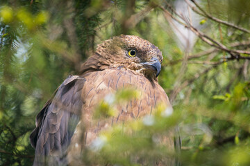 Buzzard bird of prey hidding in a tree