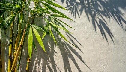 tranquil bamboo background with shadows on a plain wall