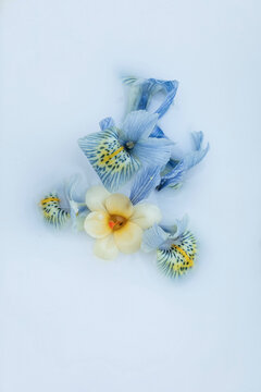 Close up of flowers in milk bath