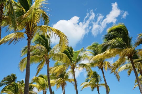 Tropical paradise escape, palm trees sway photography